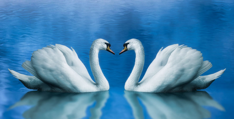 Swan Lake